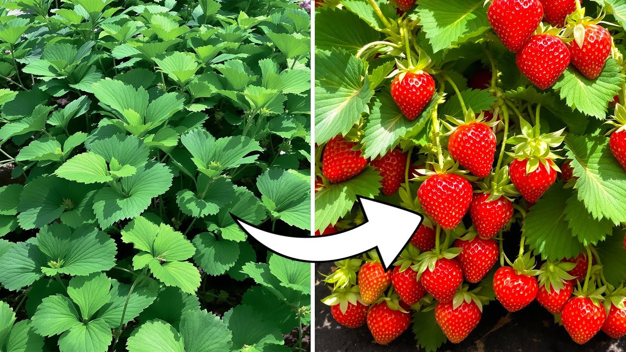 Grow Tons Of Strawberries, Not Leaves   Do This For Juicy Strawberries!