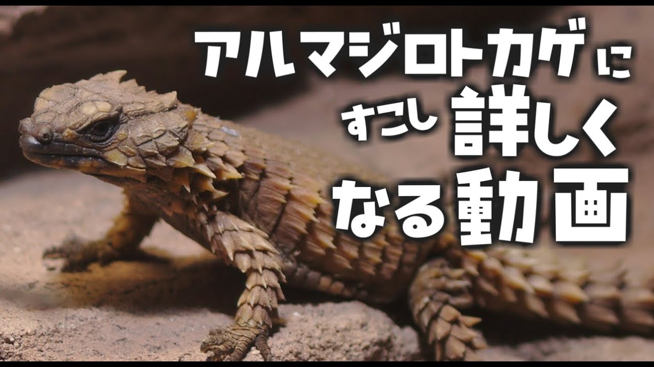 アルマジロトカゲにすこし詳しくなる動画　[VOICEROID解説]