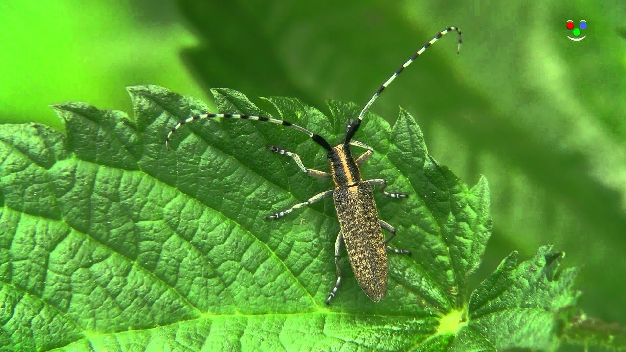 Agapanthia villosoviridescens - Tesař&iacute;k &uacute;zko&scaron;t&iacute;t&yacute;