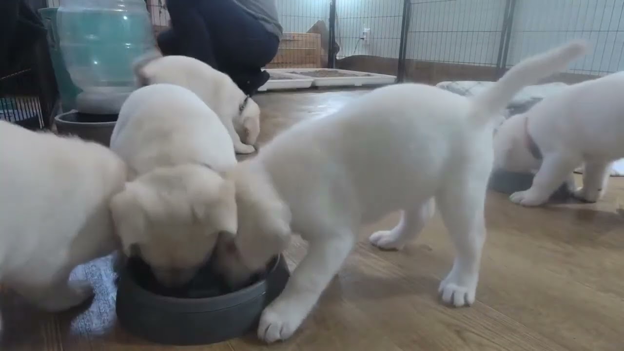Hungry puppies wake up for breakfast! So cute :)