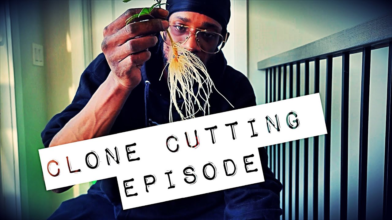 Clone Cutting Episode