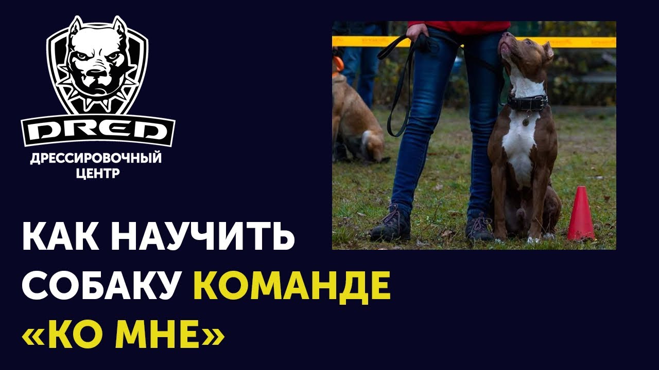 Как научить собаку команде 