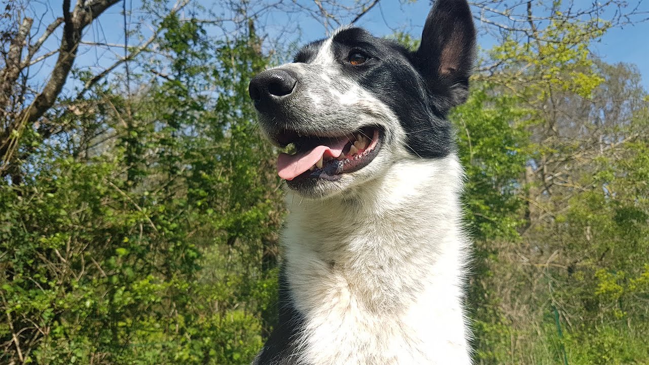Nouki, 5 ans de refuge #bordercollie #adoptdontshop