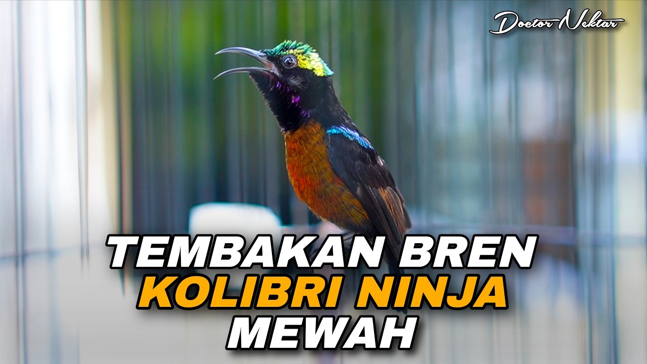 TEMBAKAN BREN KOLIBRI NINJA MEWAH COCOK UNTUK MASTERAN KONIN BAHAN LOMBA SUARA JERNIH AUTO NYAUT!!