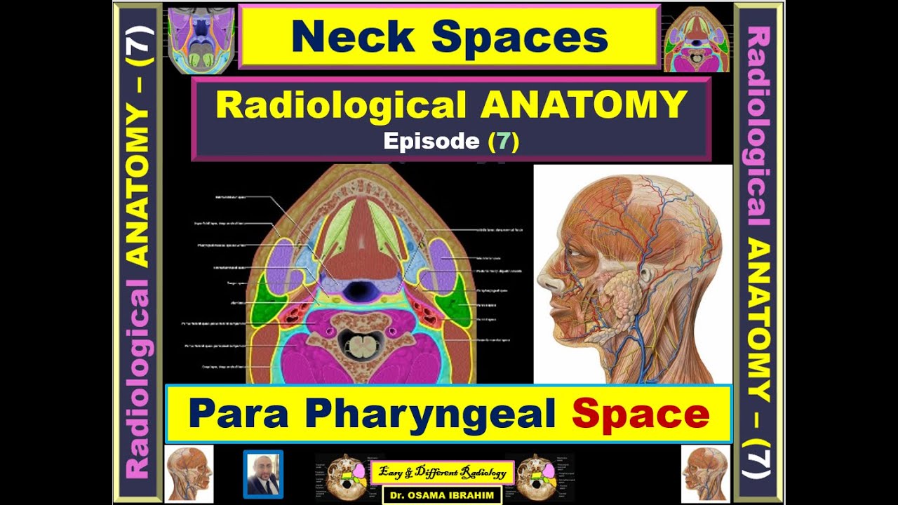 Anatomy (7) Neck Spaces, Parapharyngeal Space
