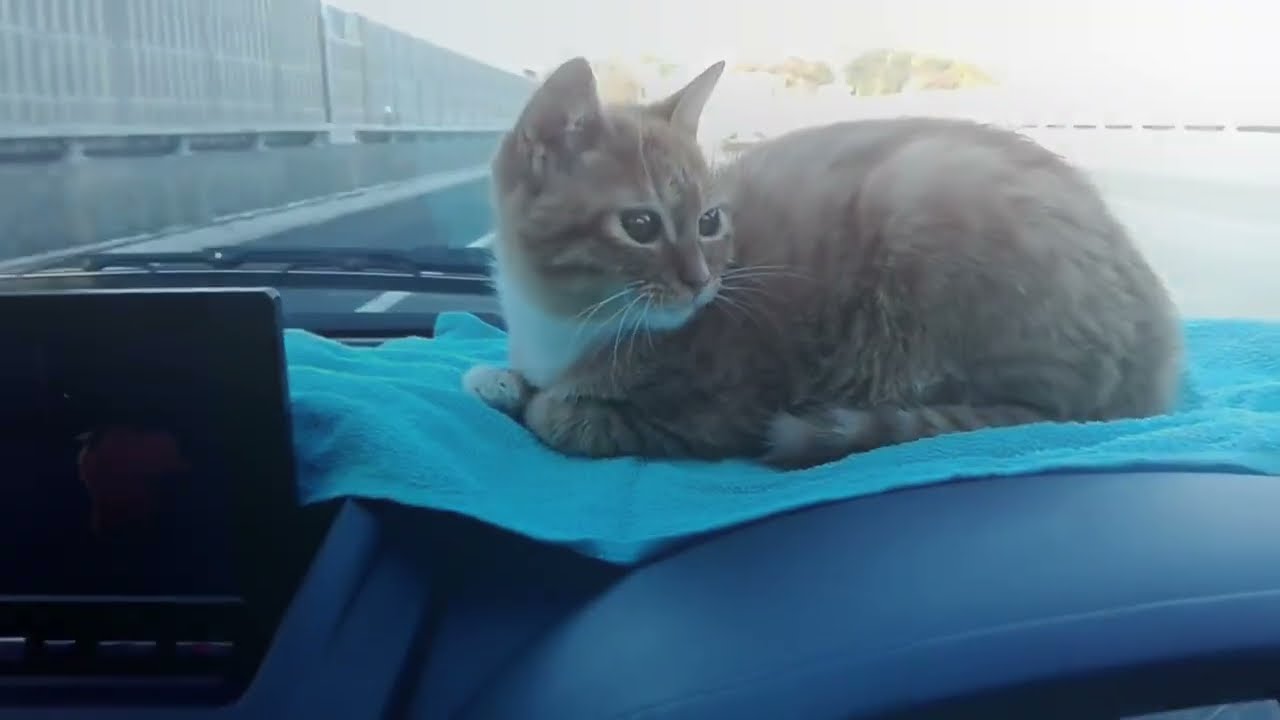 Funny Cats and Dogs 2026 😂😹 Funniest Animals Video 🤣 Part-7