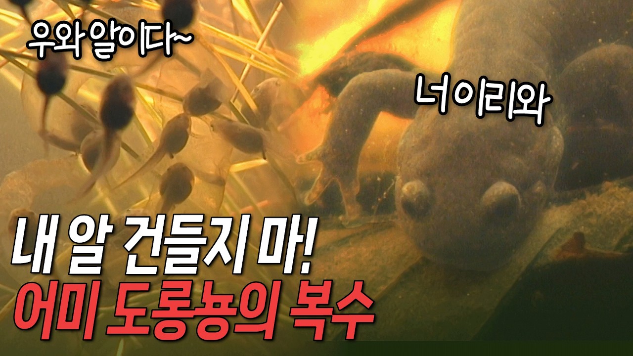 도롱뇽 알에 달려든 올챙이들! 어미 도롱뇽은 올챙이를 가만두지 않는데.. [환경스페셜 - 테마로 본 한국의 생태계 3부작 1편 원초적 본능 포식] / KBS 20040414 방송