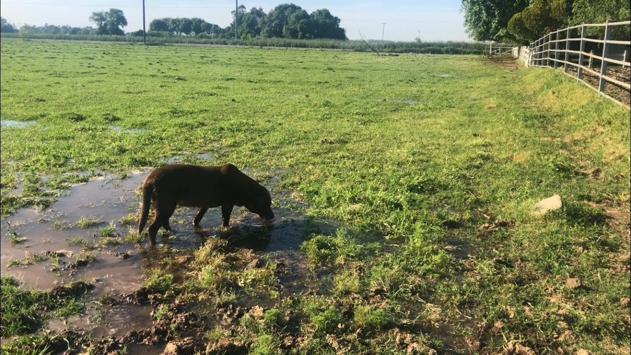 Flood Irrigating Pasture in Northern California!