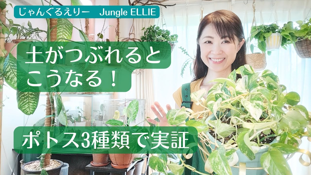 【要チェック！】鉢の土がつぶれた時に起こる症状と植替えが必要な理由、3種類のポトスの植替え実践をしながら、土と植物の状態を確認していただけます　[観葉植物]ー　Ep.168
