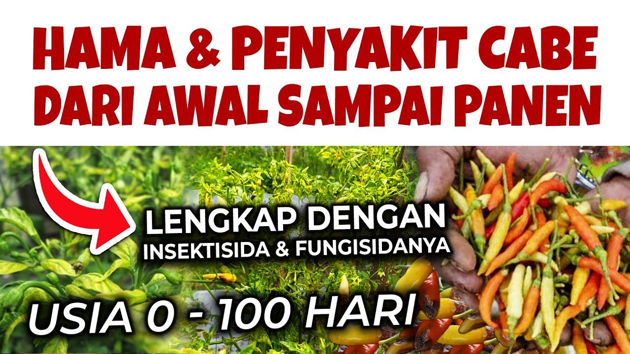 HAMA & PENYAKIT TANAMAN CABE DARI AWAL SAMPAI PANEN | Lengkap Insektisida & Fungisidanya