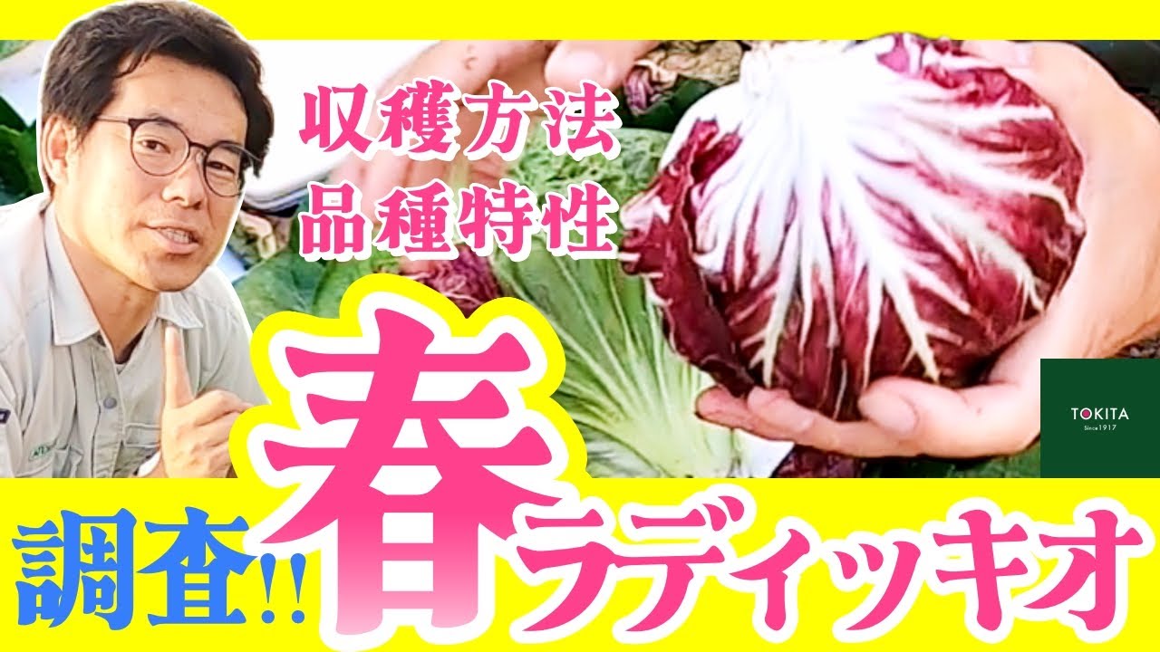 【品種比較】大利根研究農場ラディッキオ(トレビス)春作試験結果！【春もできる】