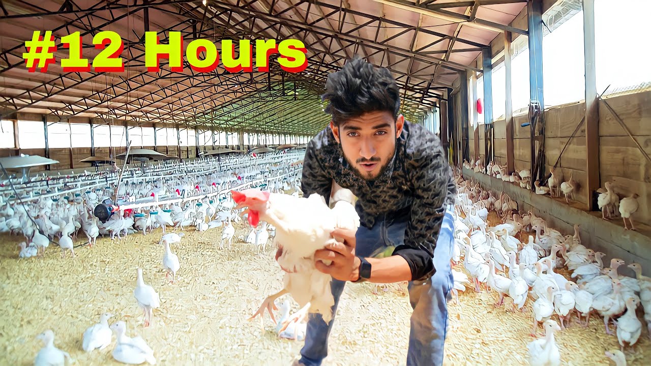 Our Team Operate Poultry Farm For 12 Hours