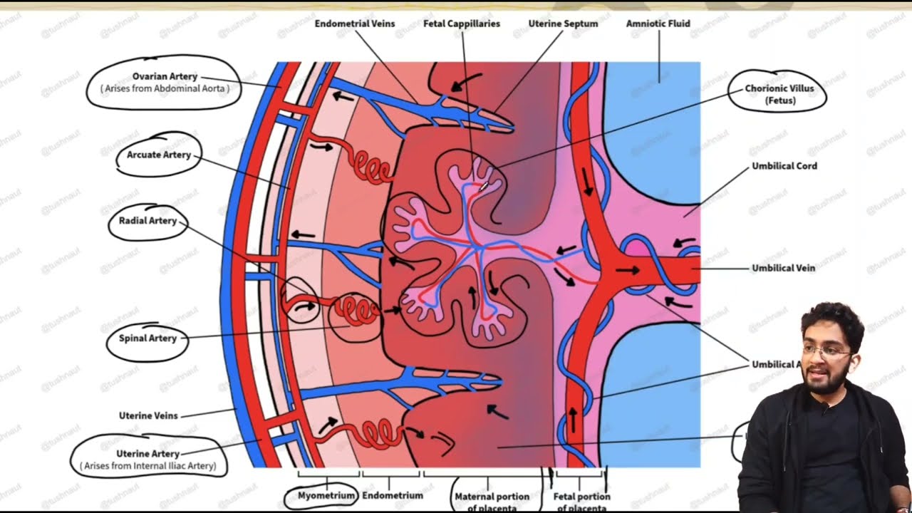 PLACENTAL CIRCULATION - Uteroplacental & Fetoplacental circulation