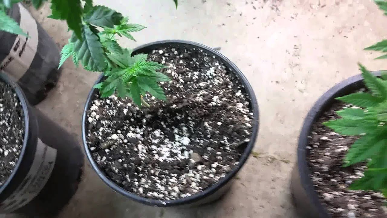 Cannaventure genetics