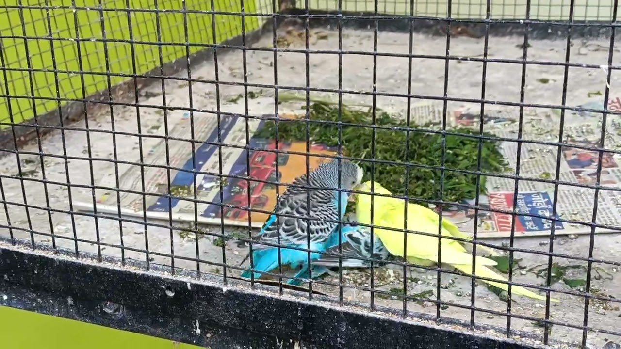 budgies mating in January