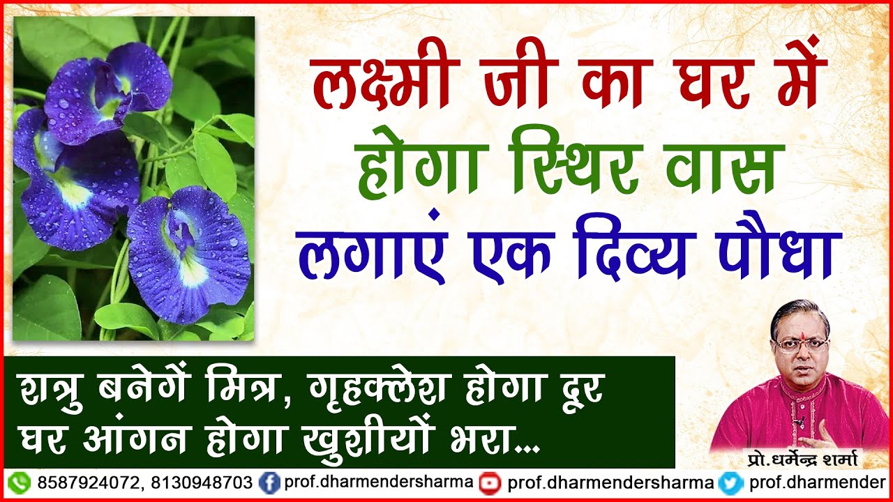 श्री सम्पन्नता व लक्ष्मी प्राप्ति हेतु लगाएं एक दिव्य पौधा -प्रो धर्मेन्द्र शर्मा .......