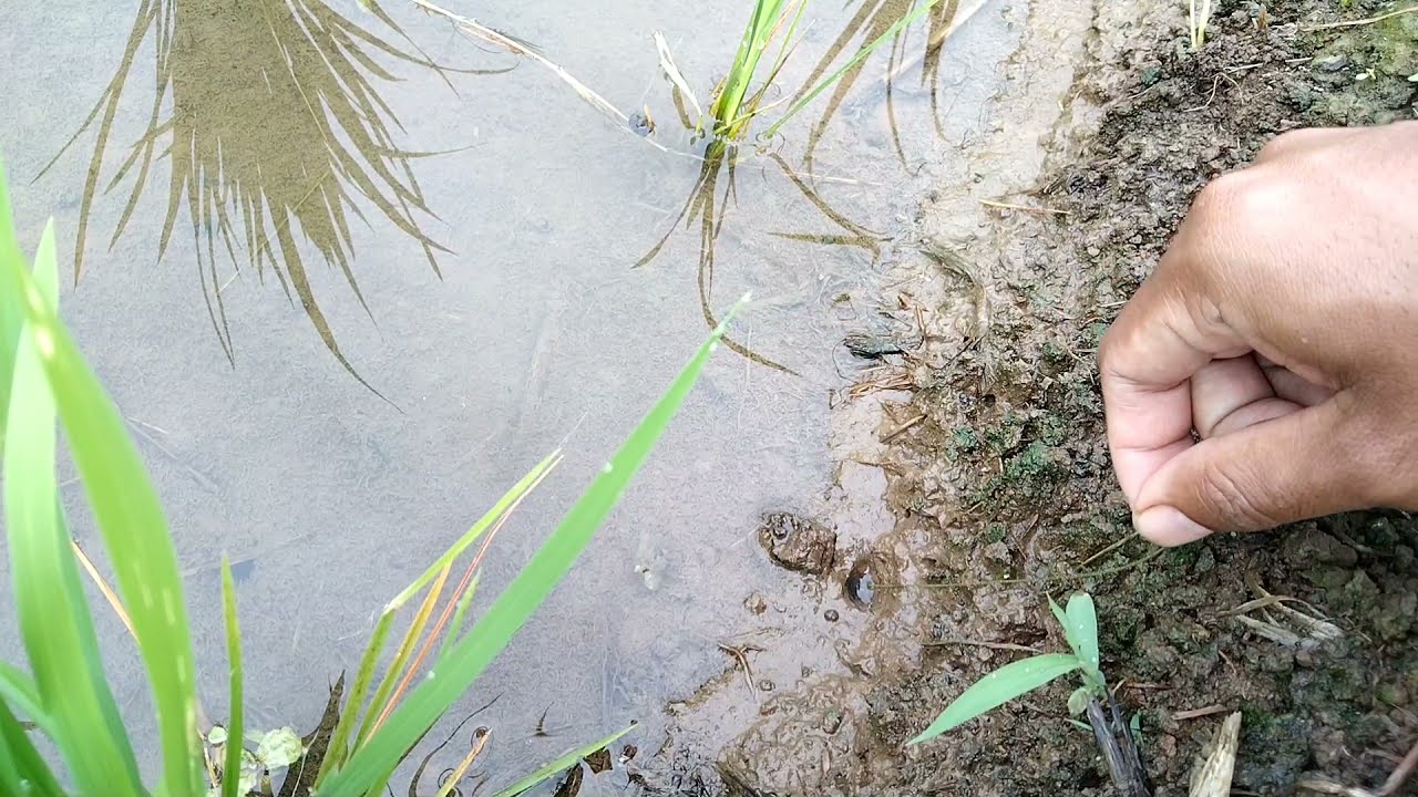 fishing for eels in the rice fields, Great .. !!