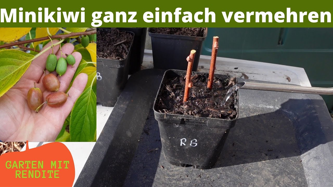Minikiwi vermehren durch Steckhölzer | Kiwiberry vermehren