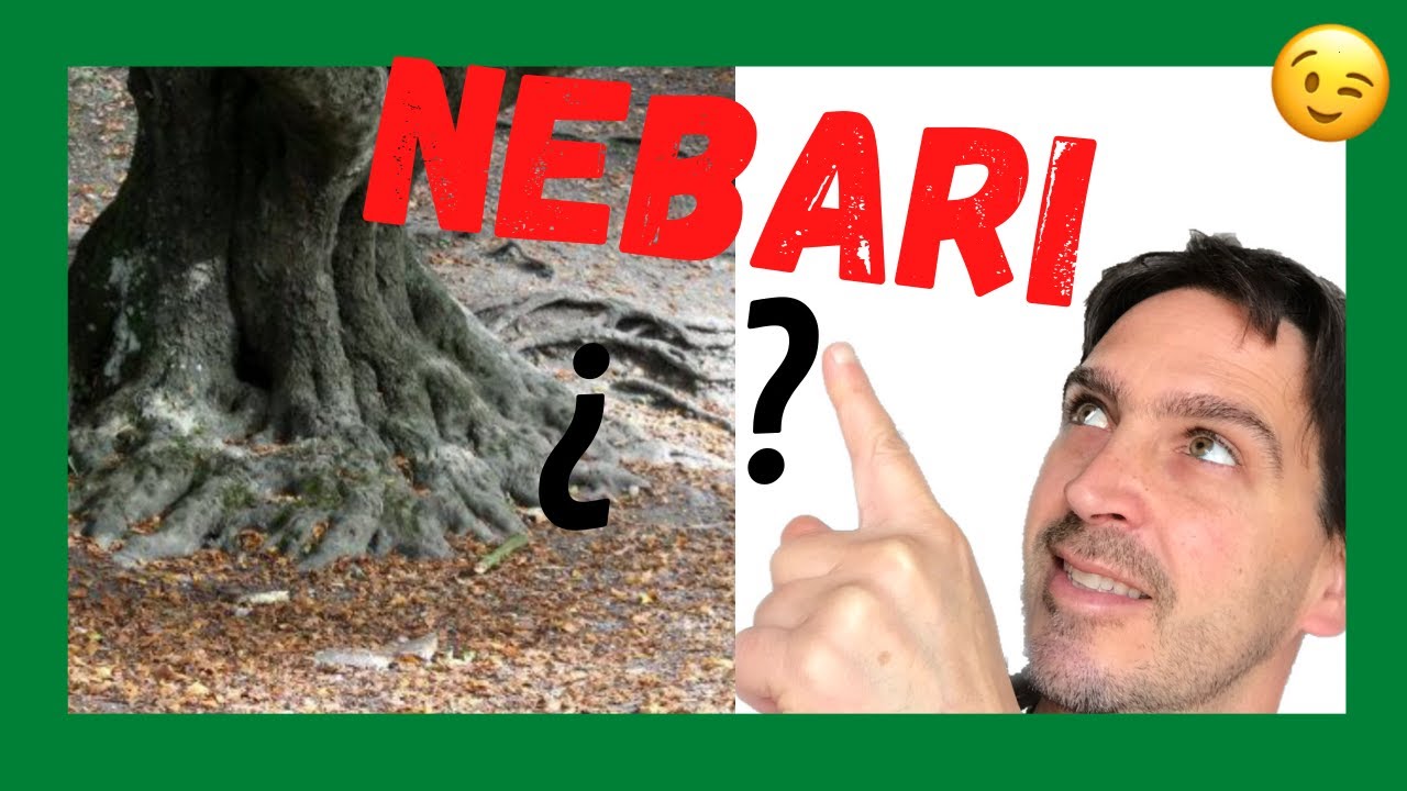 ¿QUÉ es? y CÓMO hacer un buen💚 NEBARI BONSAI !