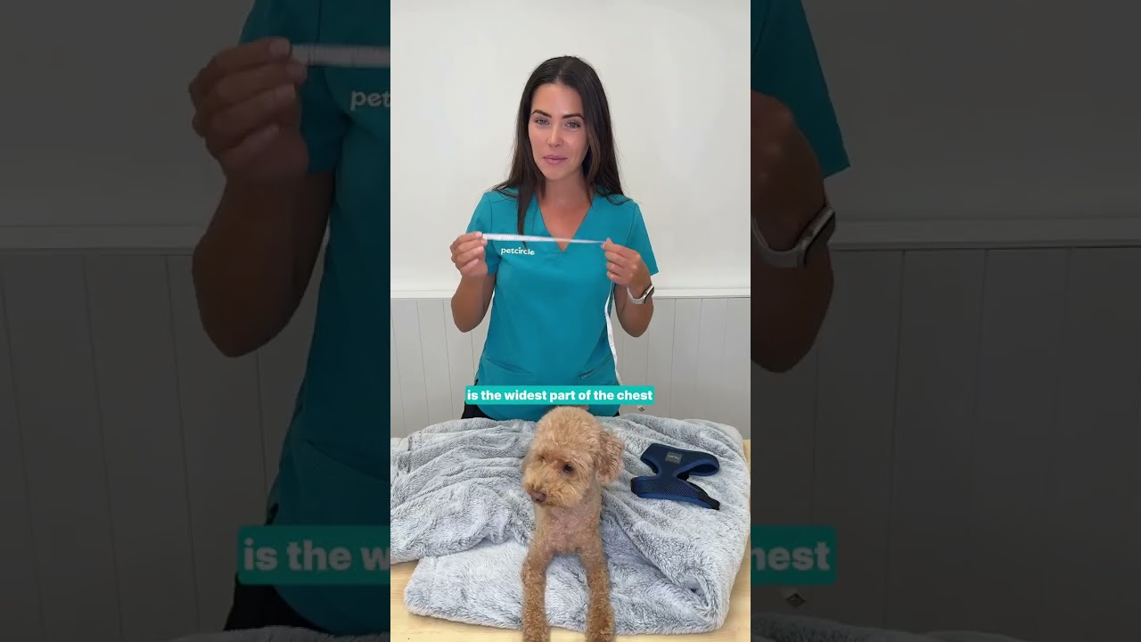 How to measure your dog to fit a harness | PET CIRCLE