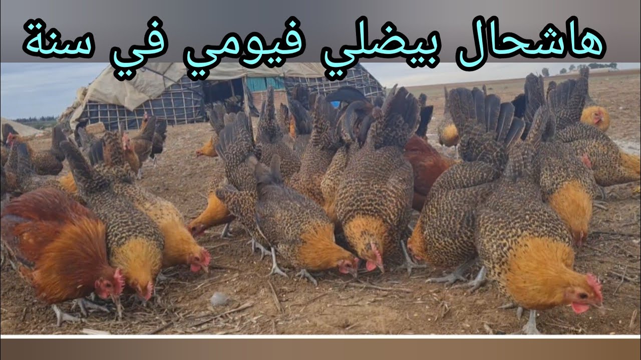 شوفو شحال بيضلي الفيومي ذهبي في سنة