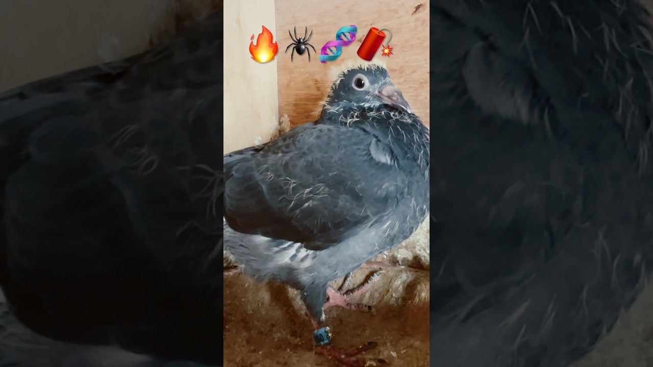 Special breeding for @DanzaLoft #breedingpigeons #birds #racingpigeons #pigeon101 #youtubeshorts
