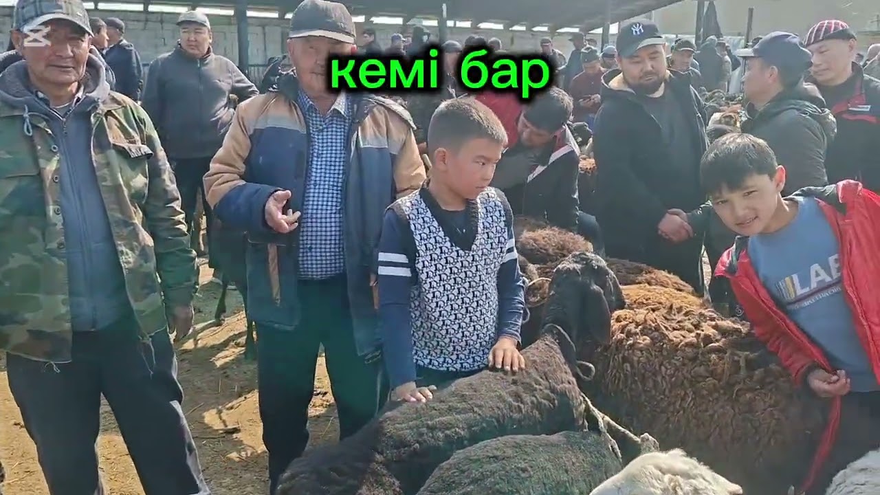 17.03.2026.Сарыағаш мал базары Қошқарлар,саулық қойлар,қозылы қойлар,тоқтылар,қозылар,ешкілер,лақтар