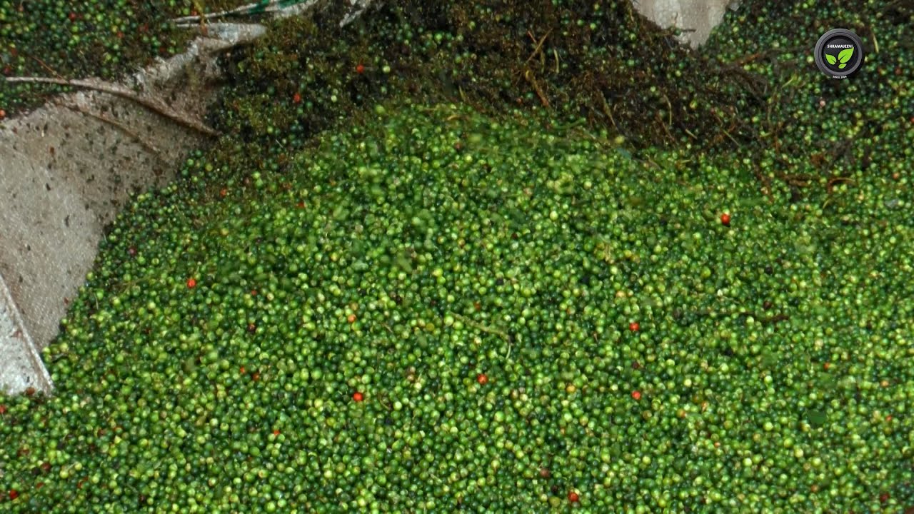 ಕಾಳುಮೆಣಸಿನ ಕೊಯ್ಲು ಮತ್ತು ಸಂಸ್ಕರಣೆ | Blackpepper Harvesting and Processing