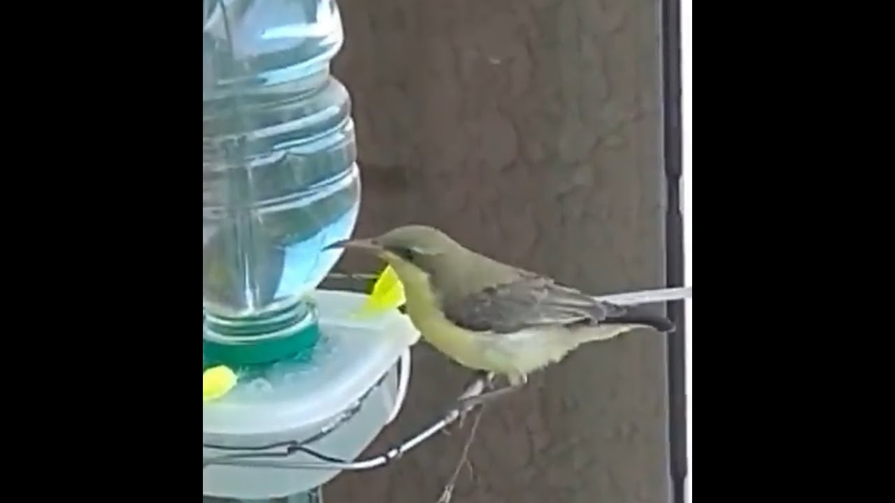 Balcony Birds.1 _ DIY  Sun bird/hummingbird feeder