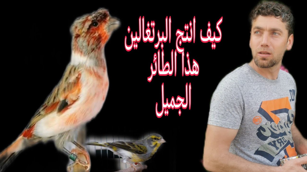 طريقة انتاج المهرج البرتغالي بطريقة احترافية لم يسبق ان سمعت بها من قبل