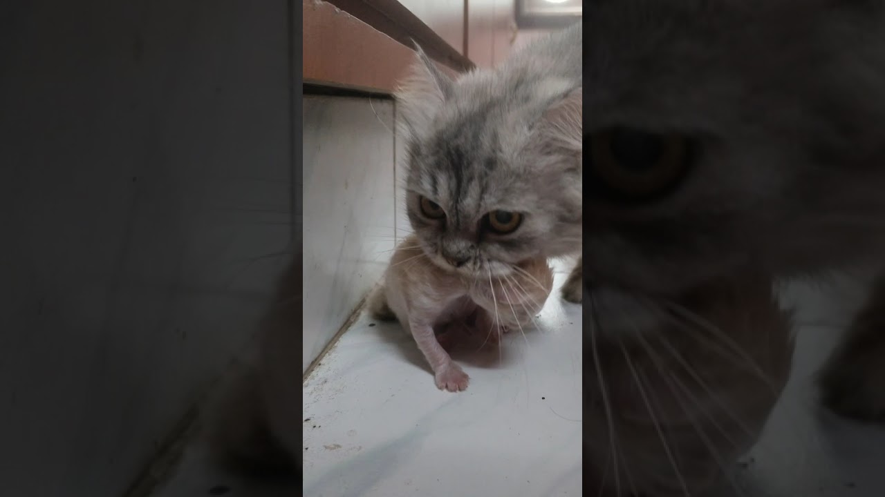 CAT#love#subscribe 