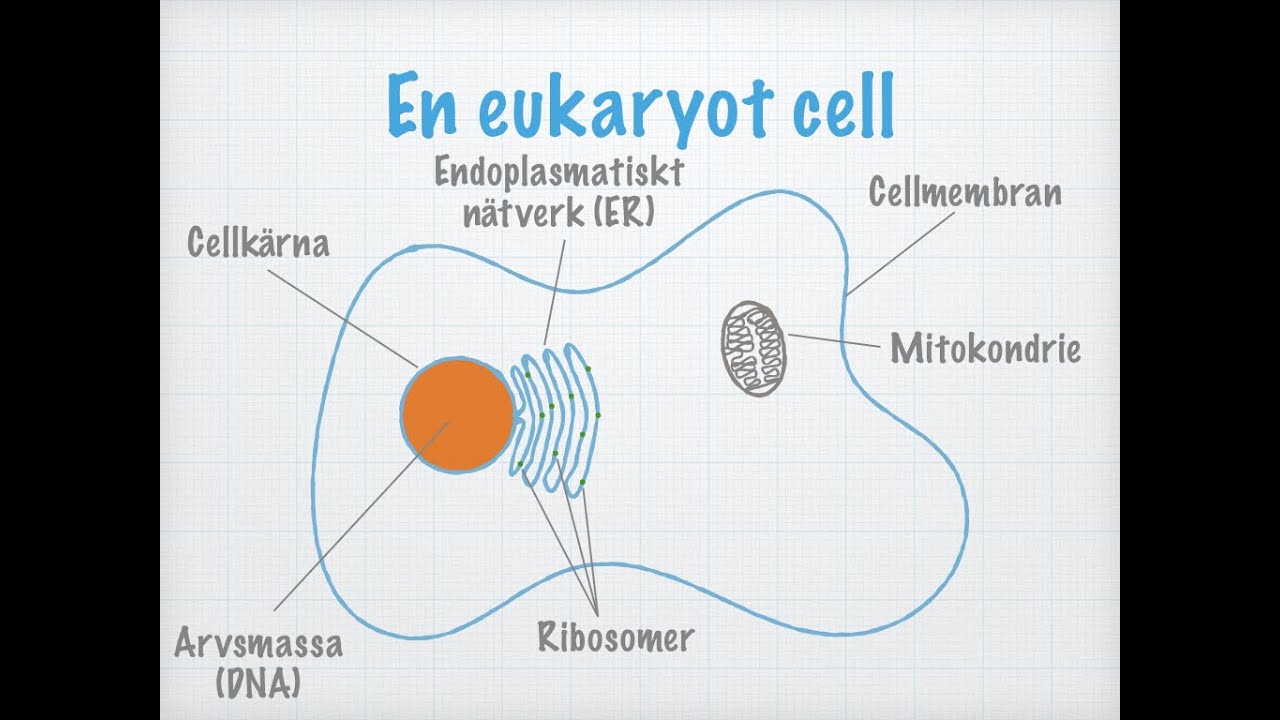 Cellteorin (Biologi 2)