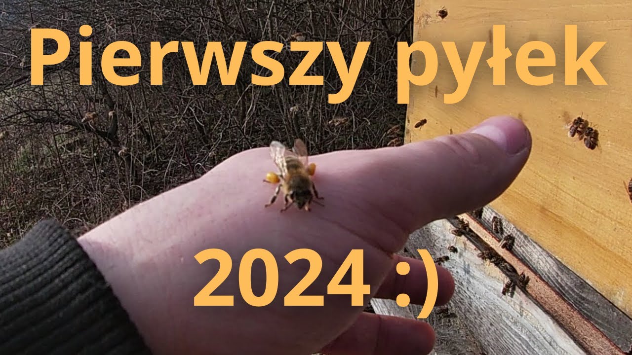 #131 Pierwszy pyłek 2024 :) (10.02.2024)