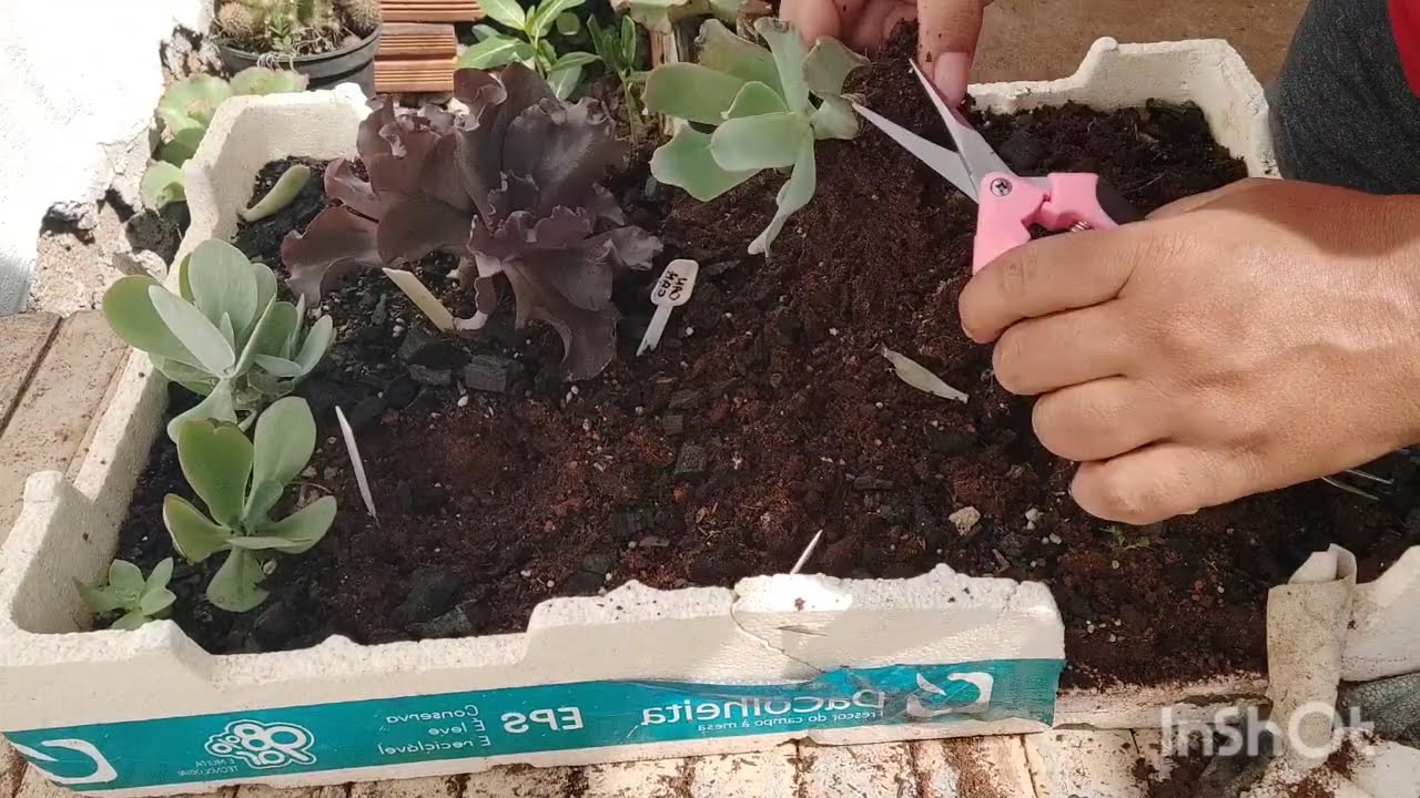 Como plantar na bandeja de isopor- economiza espaço fazendo reciclagem 😍😍😍