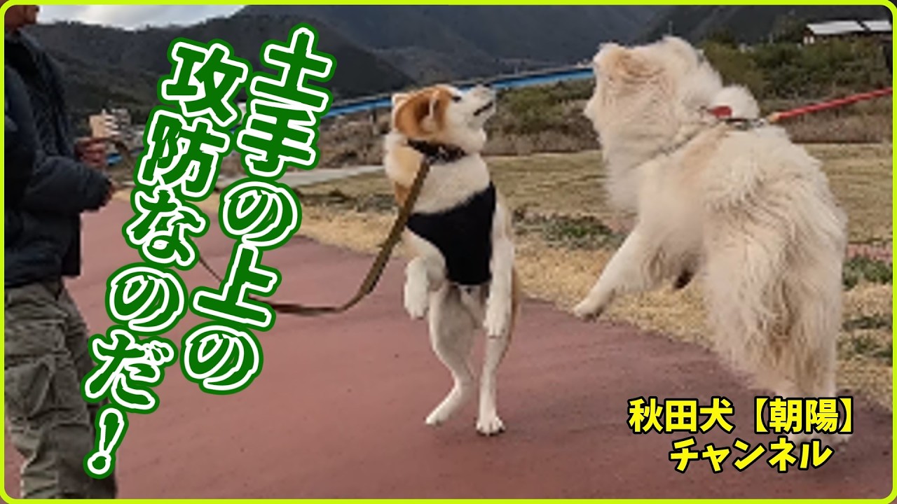 秋田犬【朝陽】チャンネル【土手の上の攻防なのだ！】#秋田犬 #秋田犬保存会 #大型犬のいる生活 #犬のいる生活 #わさお#長毛#長毛の秋田犬