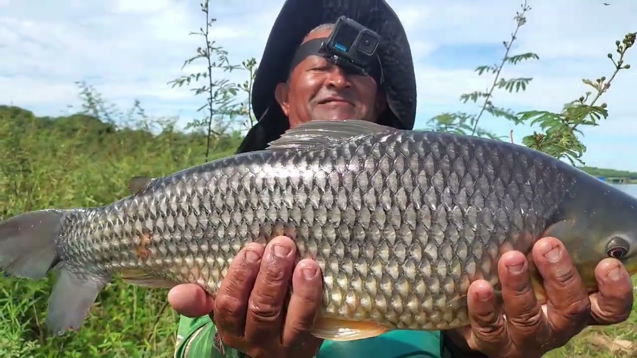 😱😲 meu Deus peixe gigante foi muito difícil para tirar da água é mesmo um monstro meu ❤️ disparou 🙏