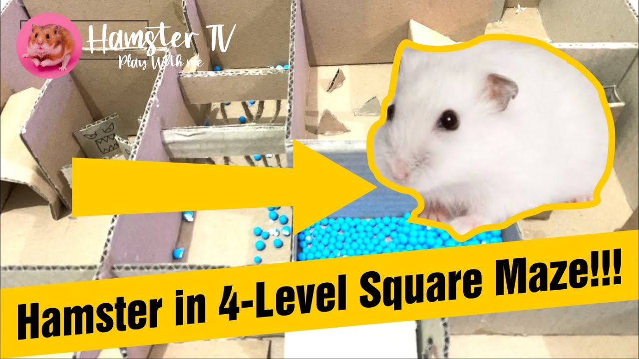 🔴4-level Maze for Hamsters.🐹 - HamsterTV