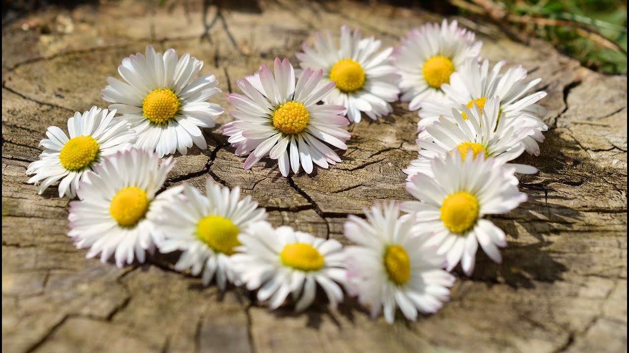 仮面舞踏会 daisy chain