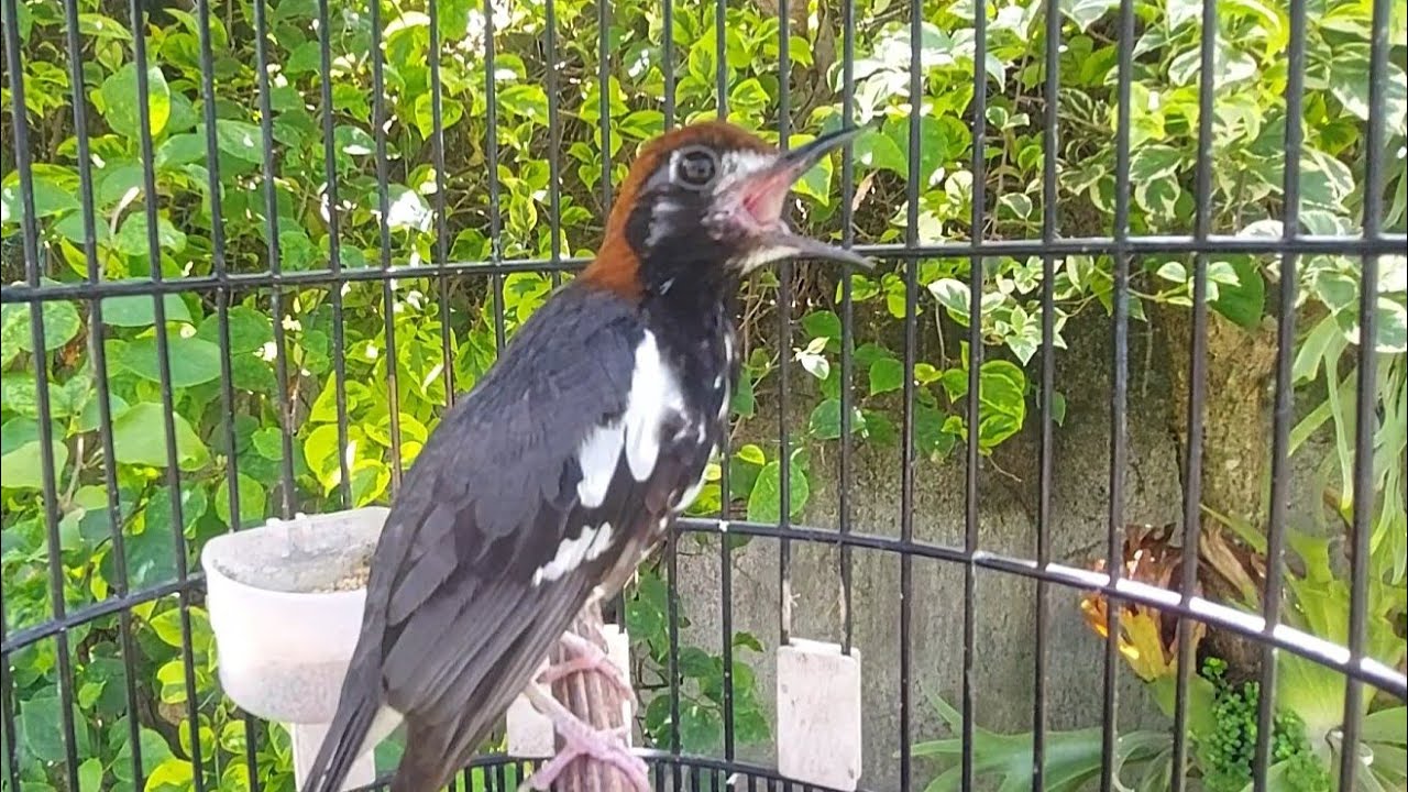Terapi Burung Anis Kembang / AK Malas Bunyi / Macet Bunyi - Punglor Ngeplong & Ngeroll Part 27