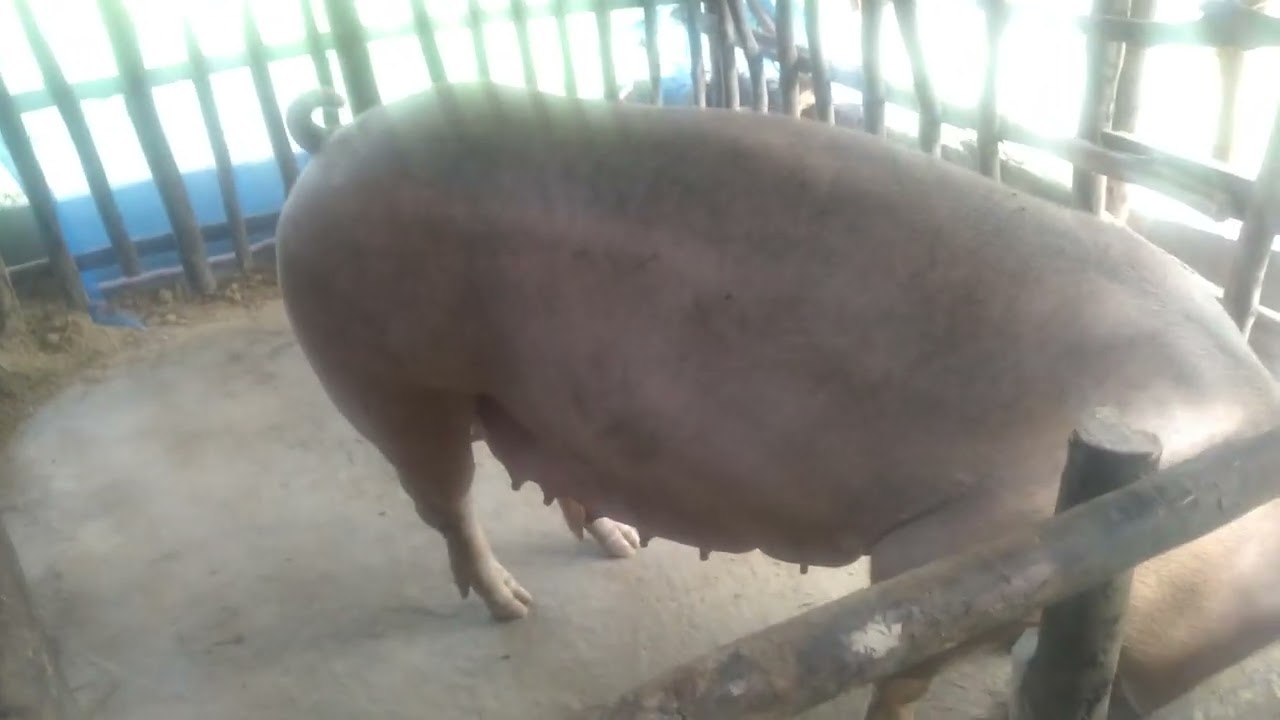 หมูท้อง110วัน มือใหม่ผสมเทียม