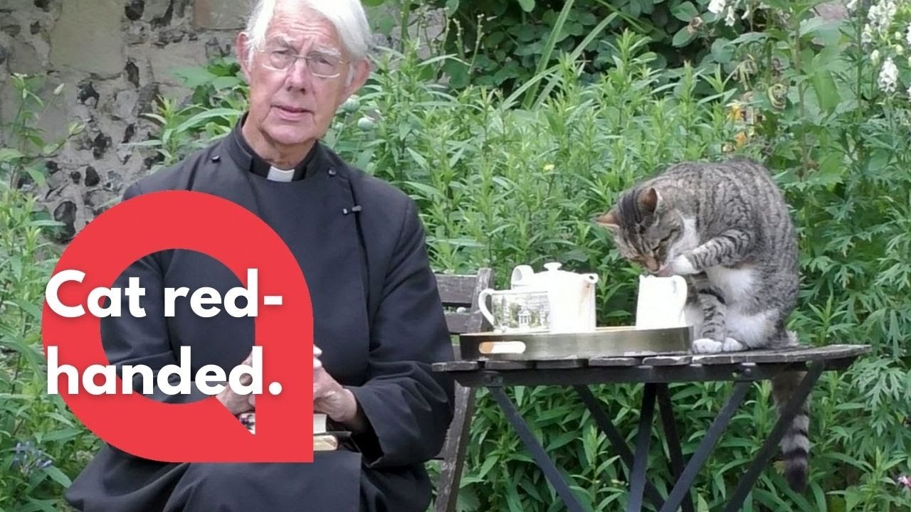 Cheeky cathedral cats become viral sensations by interrupting video broadcasts | SWNS