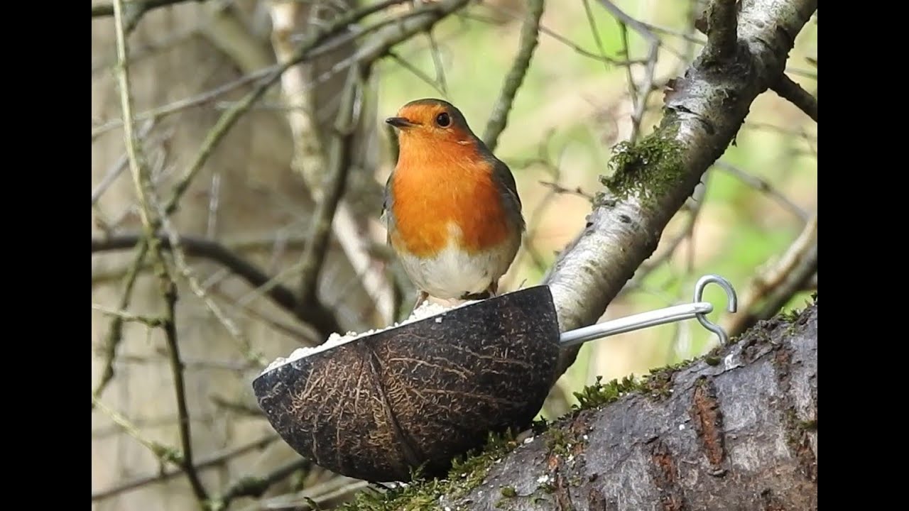 Feeding station at Folly Farm, Dec 19th