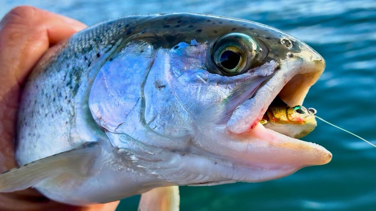 How to Fish the Megabass Dark Sleeper (Best Retrieve, Colors & Setup for Bass + Trout)