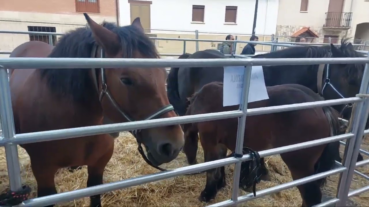 Feria Ganadera de Agurain.630