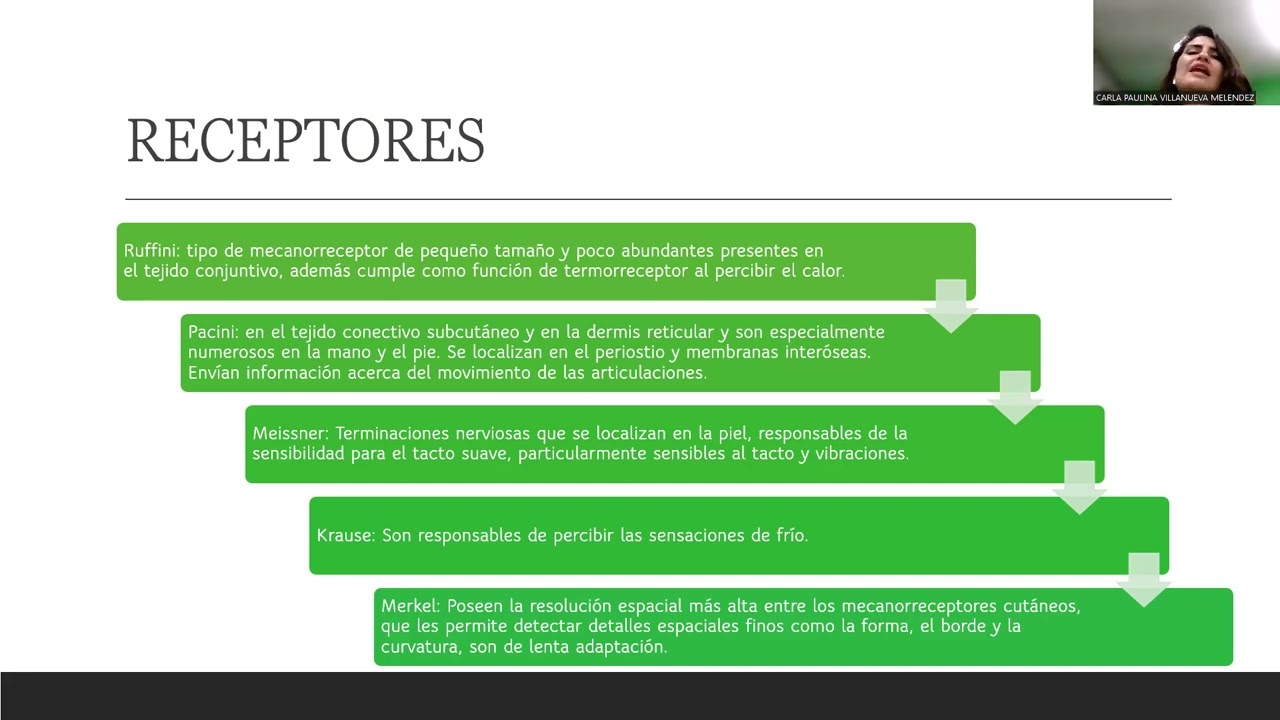 Propioceptores, mecanoreceptores y su relaci&oacute;n con la Terapia Manual, introducci&oacute;n.