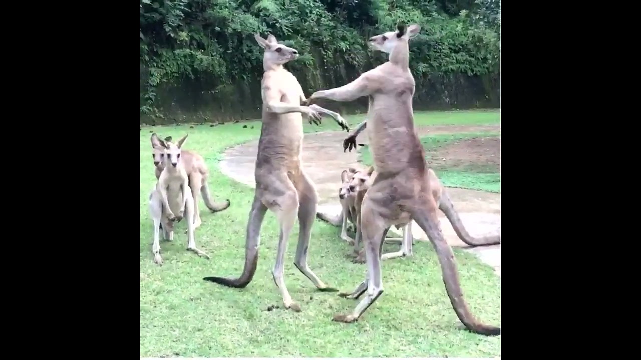 Propulsive Power of Kangaroo Tail.