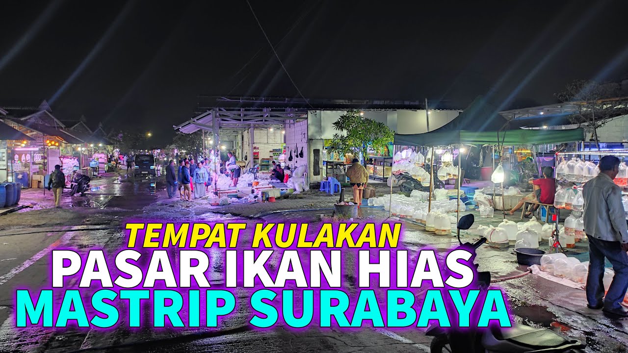 Pecinta Ikan Wajib Nonton ! Review Pasar Ikan Hias Mastrip Surabaya | Tempat Kulakan