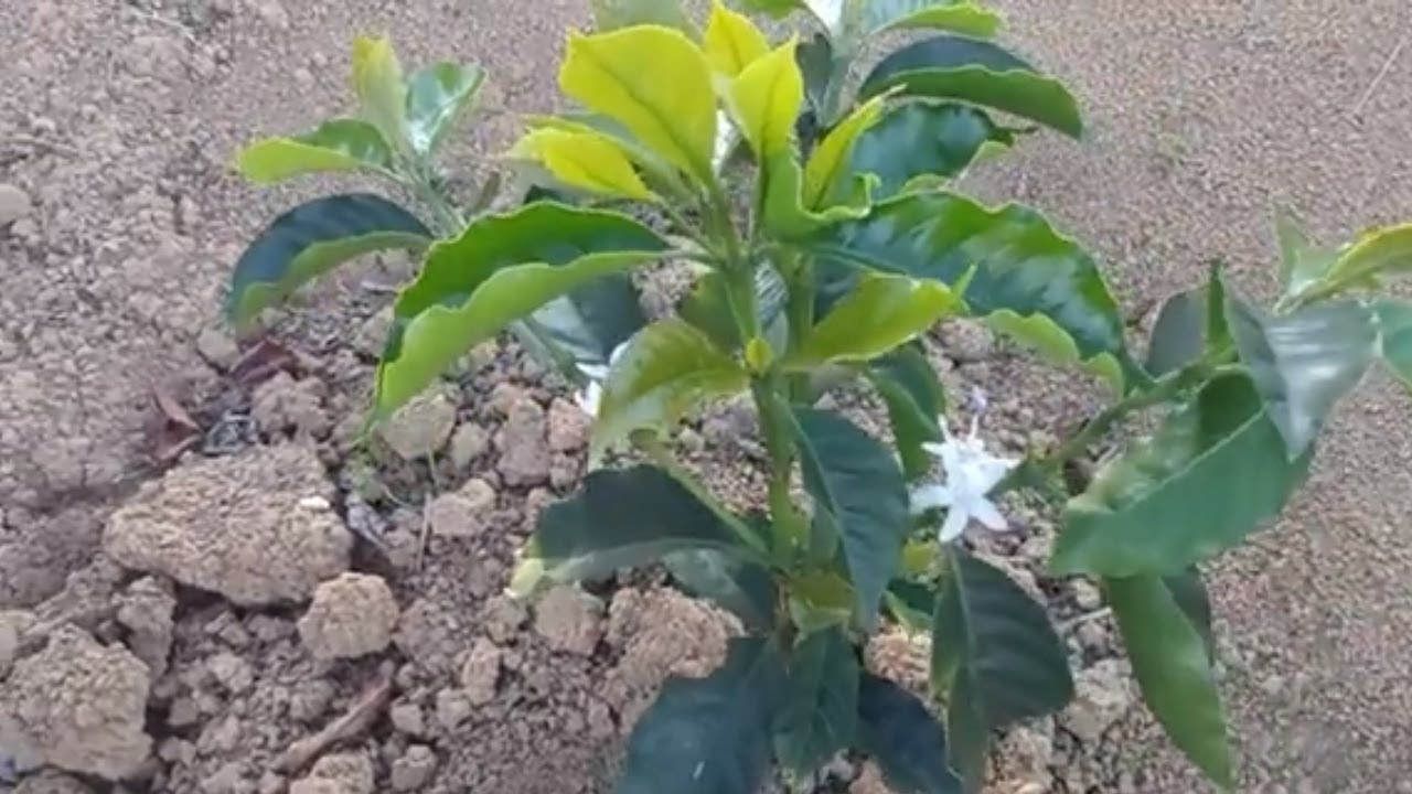 Gel de Plantio HIDROSILO no Café - Veja resultados e como fazer