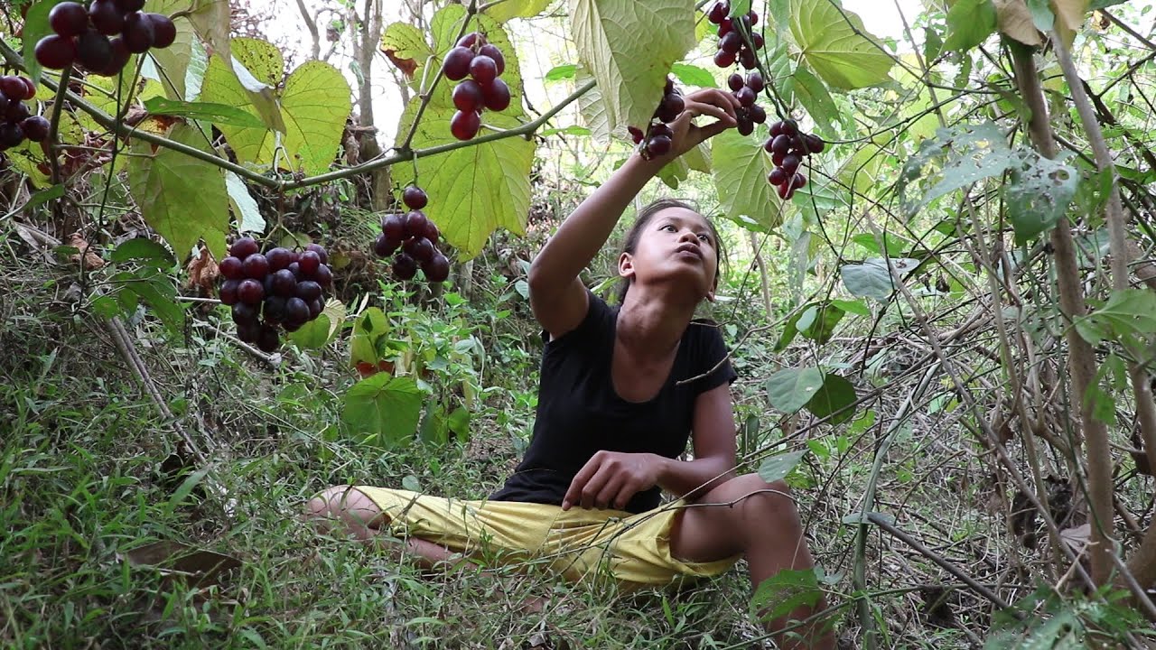 Natural Grapes fruit for Dinner in Forest and Eating show - Survival skills Anywhere Ep 103