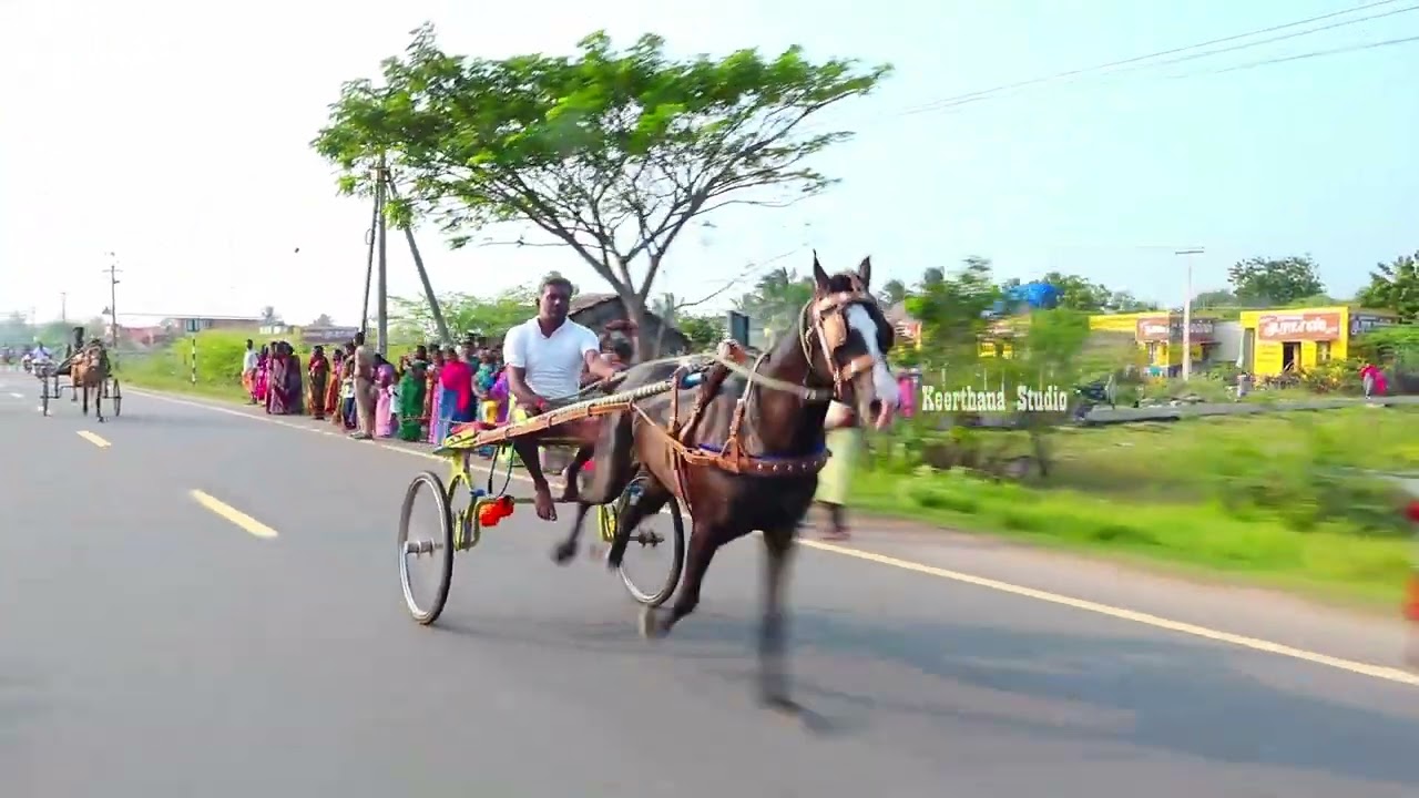திருக்கடையூர் பெரிய குதிரை பிரிவு-1 17.01.2026